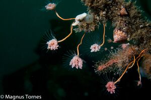 HydroiderX Bremsnesflua.jpg