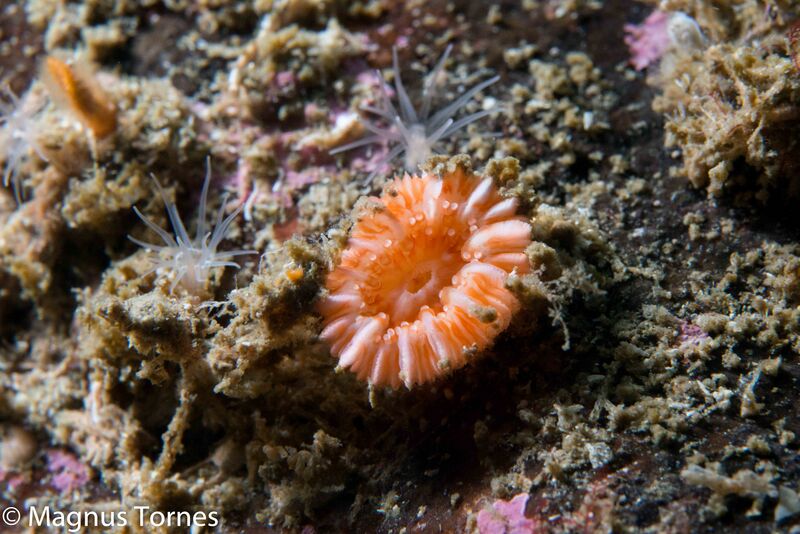 Fil:ØyekorallX Bremsnesflua.jpg