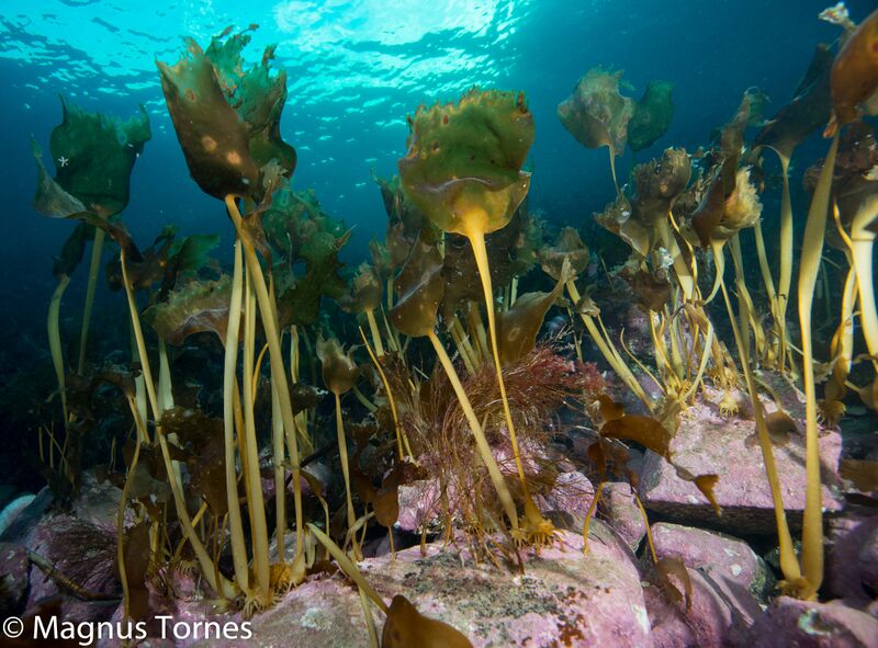 Fil:DraugtareX Gyltneset.jpg