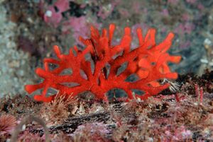 Korallmosdyr Trellholmgrunna.jpg