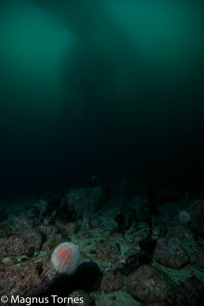 Fil:BrufundamentX Bolsøybrua.jpg