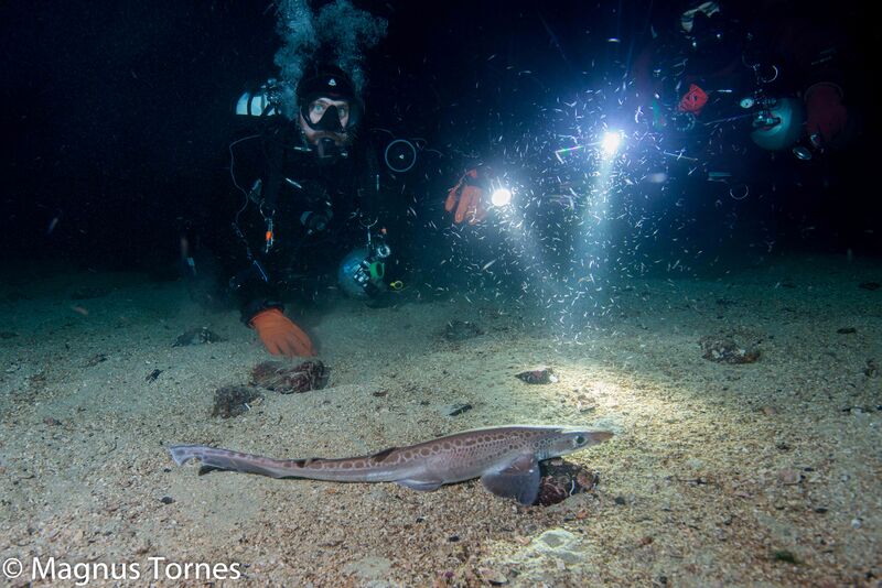 Fil:Hågjel2X Saltrøa.jpg