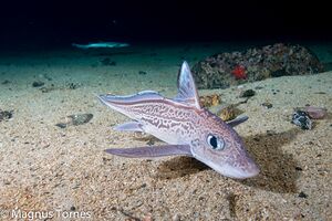 BruskfiskXX Saltrøa.jpg