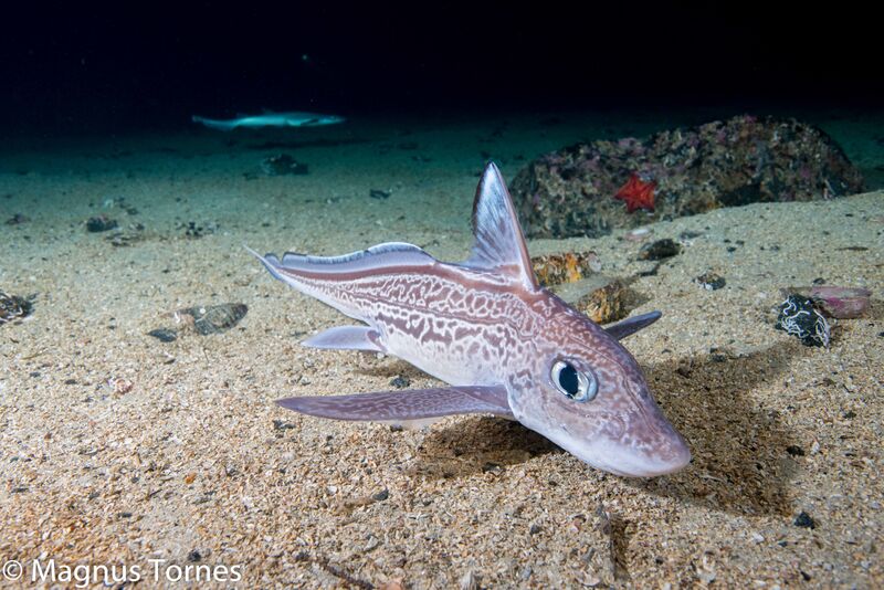 Fil:BruskfiskXX Saltrøa.jpg