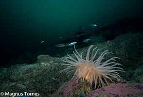 MudderbunnsjøroseX Gyltneset.jpg